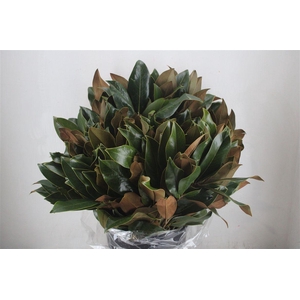 Magnolia Leaves P Bunch