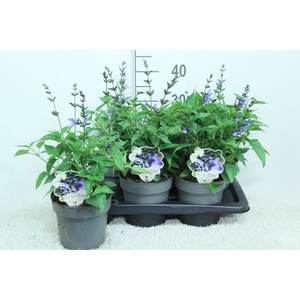 Salvia  'Salgoon Lake Como'