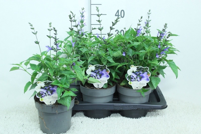 <h4>Salvia  'Salgoon Lake Como'</h4>