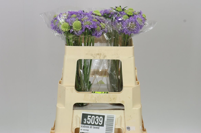 <h4>Scabiosa Atr Lavender Scoop</h4>