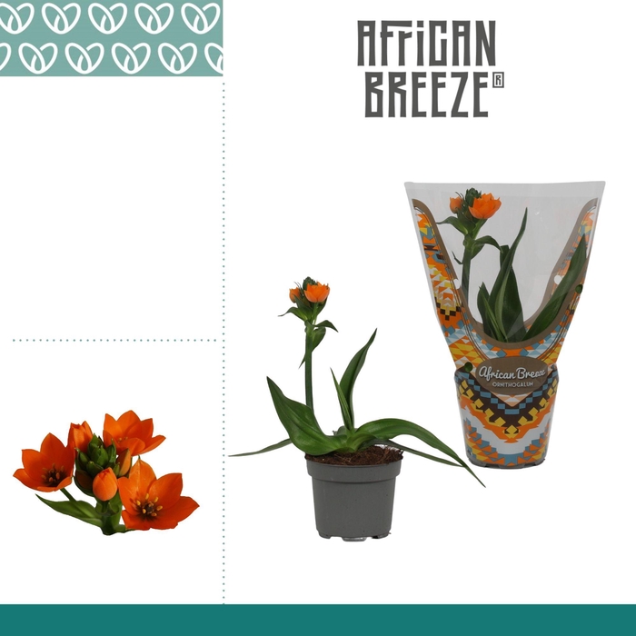 Ornithogalum Dubium Oranje 1pp in sierhoes