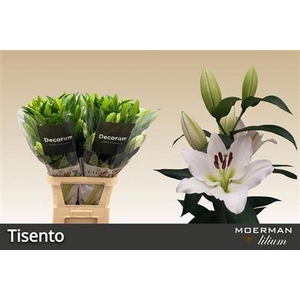 Li Ot Tisento 5+
