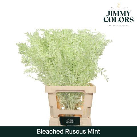 <h4>Ruscus Bleached Italy L70 Mint</h4>