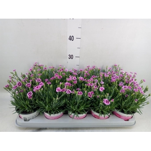 Dianthus  'Pink Kisses'