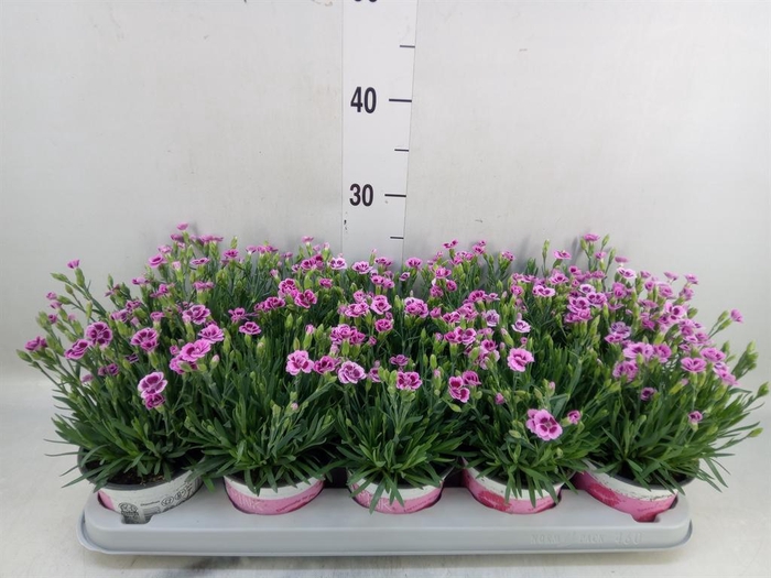 <h4>Dianthus  'Pink Kisses'</h4>