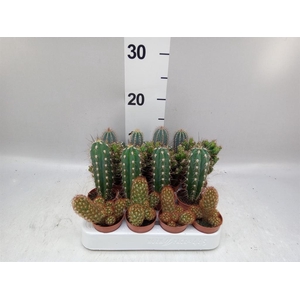 Cactus   ...mix