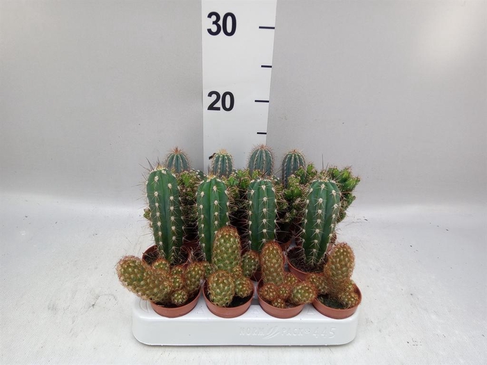 <h4>Cactus   ...mix</h4>