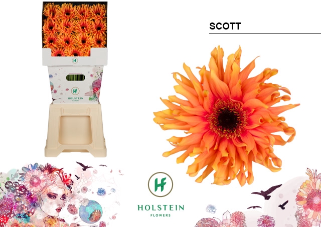 <h4>Gerbera Pasta Scott Diamond</h4>