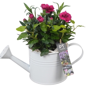 PTPP6911 Arrangement Patio in metalen gieter