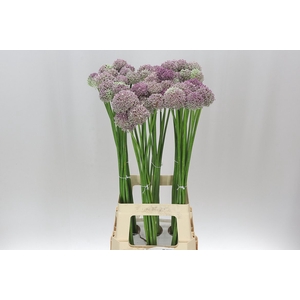 Allium Ampeloprasum