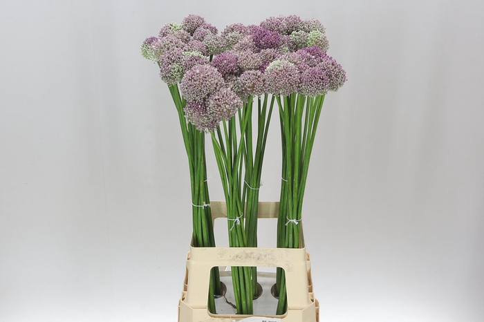 <h4>Allium Ampeloprasum</h4>