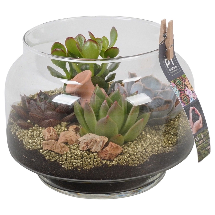 <h4>Arr.  Succulents L%</h4>