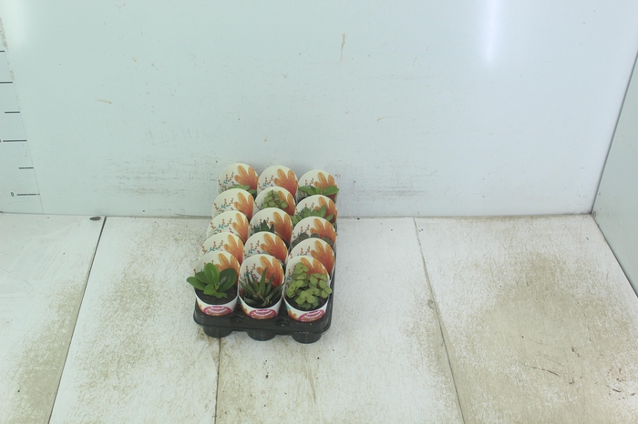 <h4>SUCULENTAS P06</h4>