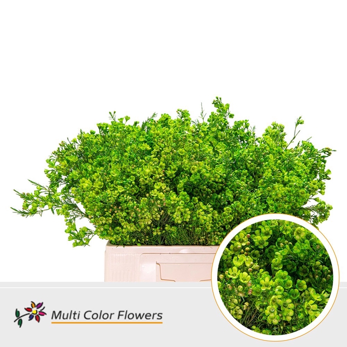 <h4>Wax Groen donker</h4>