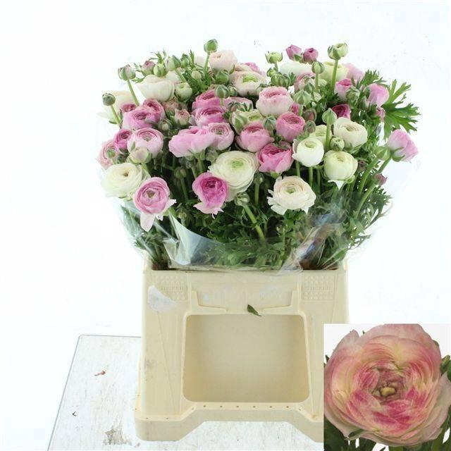 <h4>RAN EL WHITE SFUMATO</h4>