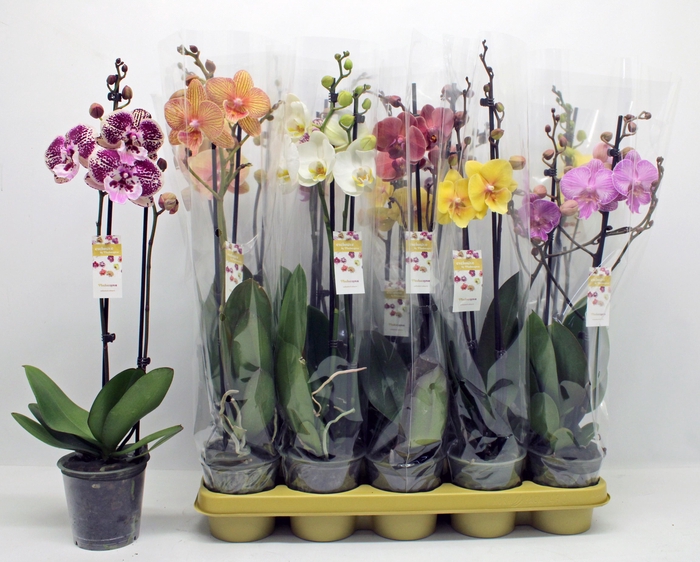 <h4>PHAL GEM 10 KL</h4>