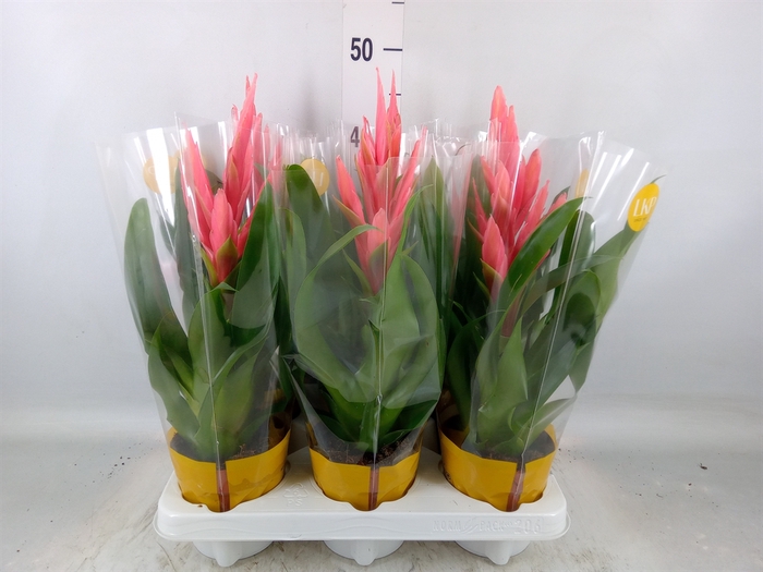 <h4>Tillandsia  'Ziva'</h4>