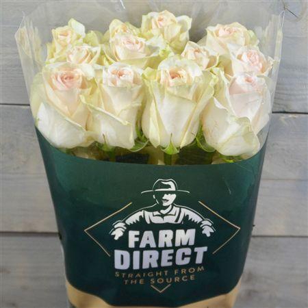 <h4>R Gr Favourite</h4>