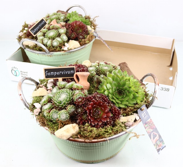 ARR SEMPERVIVUM