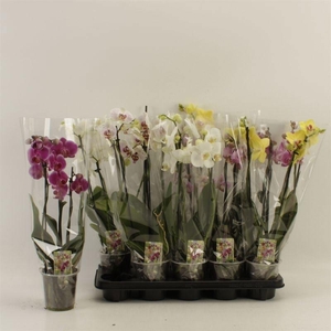PHAL GEM