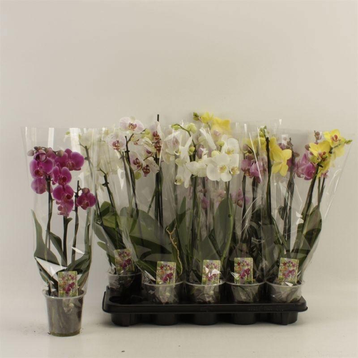 <h4>PHAL GEM</h4>