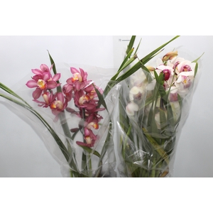 CYMBIDIUM P18 MIN 3 HT