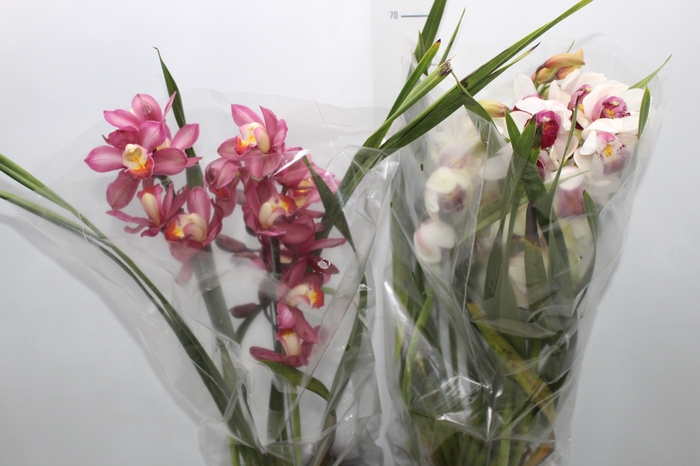 <h4>CYMBIDIUM P18 MIN 3 HT</h4>