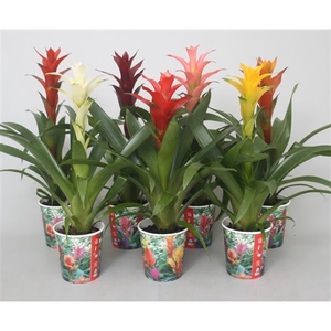 Guzmania gemengd in smartcup