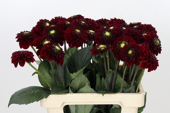 <h4>Dahlia Black Fox</h4>