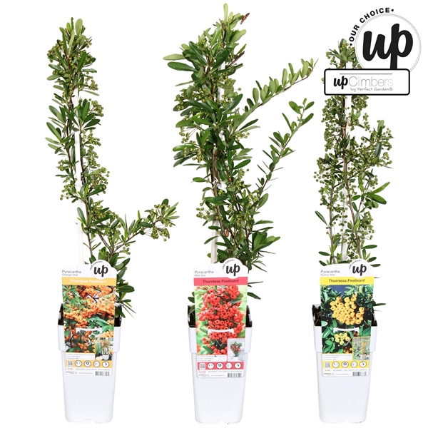 <h4>Pyracantha Our Choice mix laag P15</h4>