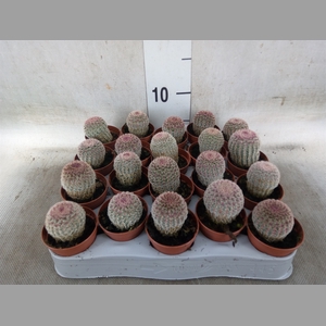 Cactus   ...