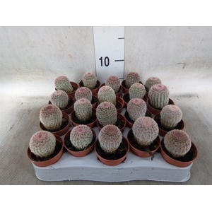 Cactus   ...