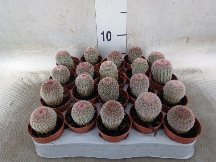 <h4>Cactus   ...</h4>