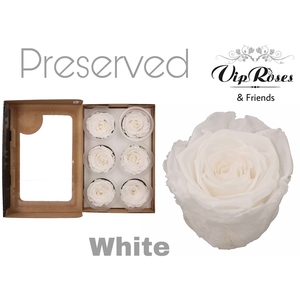 R PRESERVED WHITE