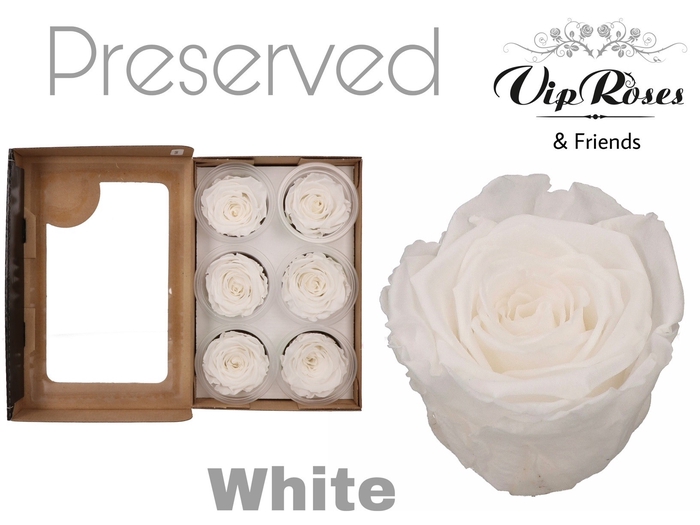 R PRESERVED WHITE