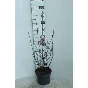 Magnolia 'George Henry Kern' P23 potgekweekt