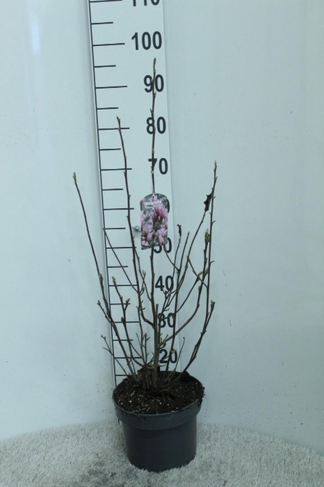 <h4>Magnolia 'George Henry Kern' P23 potgekweekt</h4>