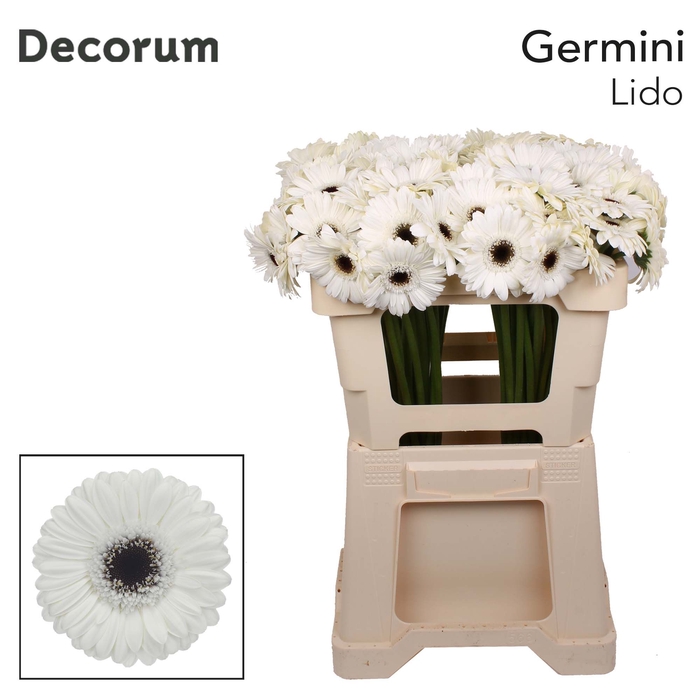 Germini Lido Water x60