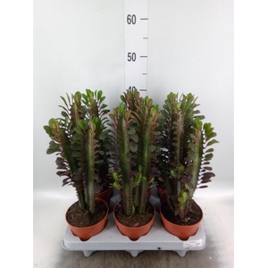 Euphorbia trigona 'Rubra'