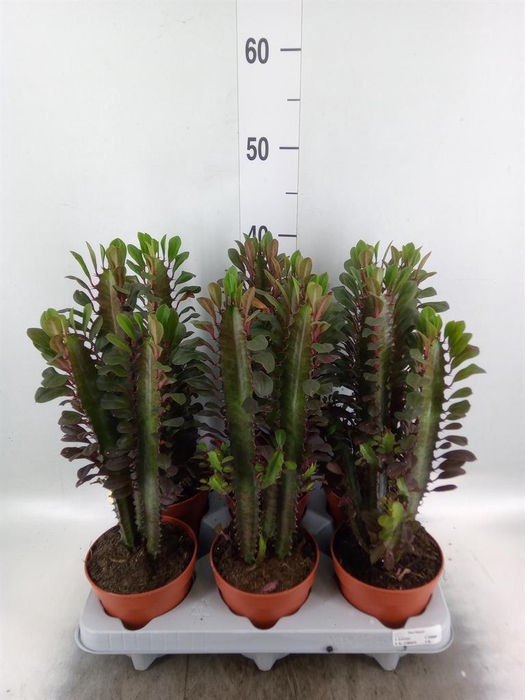 <h4>Euphorbia trigona 'Rubra'</h4>