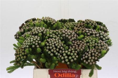 <h4>Brun Albiflora</h4>