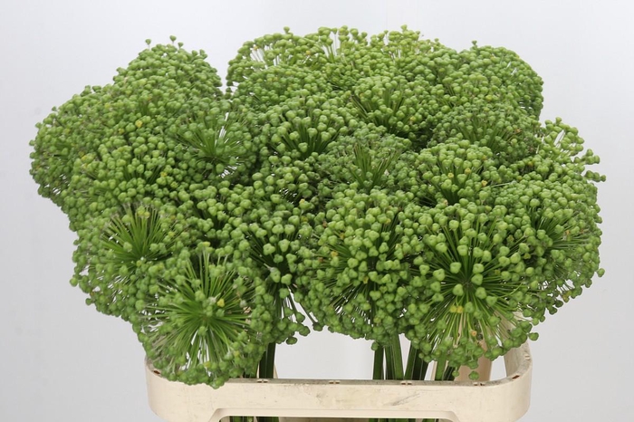 <h4>Allium Zaadbollen</h4>