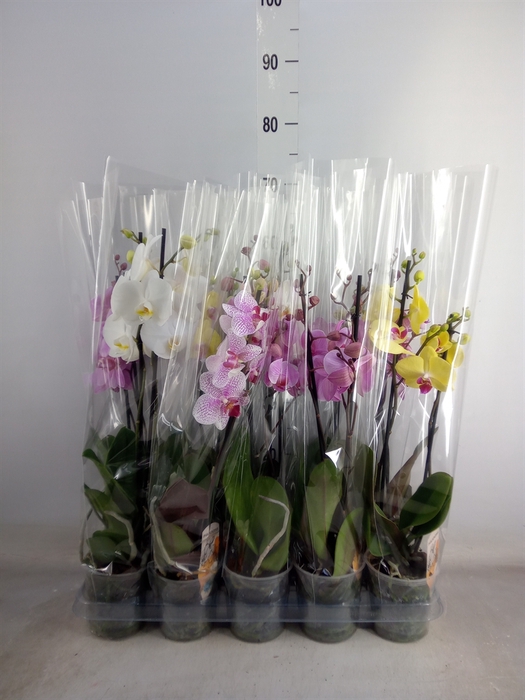 <h4>Phalaenopsis   ...mix  5</h4>