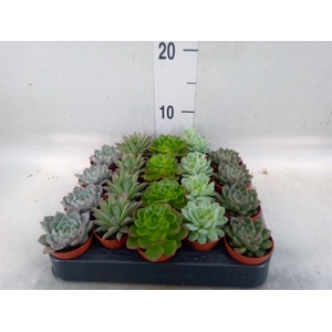 Echeveria   ...mix
