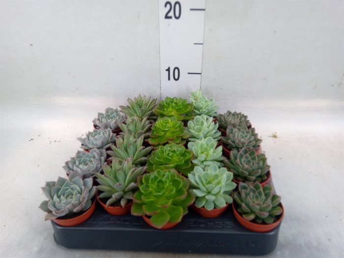 <h4>Echeveria ...mix</h4>