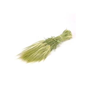 .Gerst (hordeum) nat.green