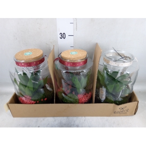 Arr.    Planten  H%