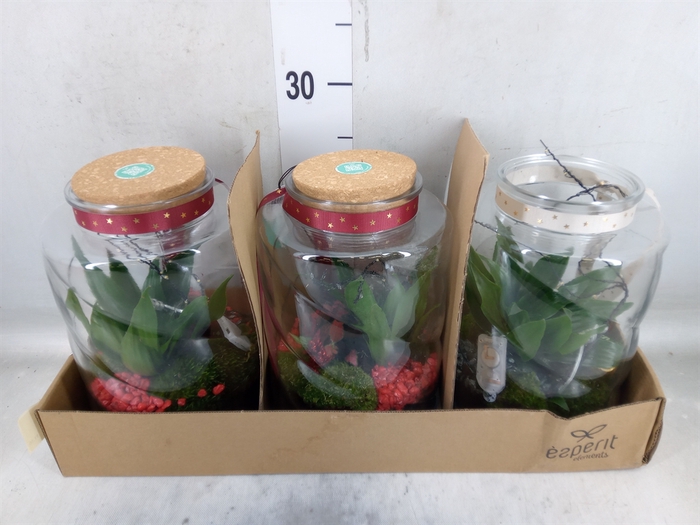 <h4>Arr.    Planten  H%</h4>