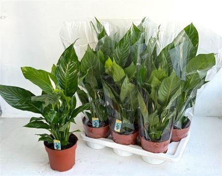 <h4>Spath Sweet Silvio 1-2+ P17</h4>