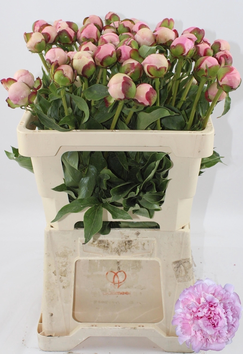 <h4>PAEO L ANGEL CHEEKS</h4>